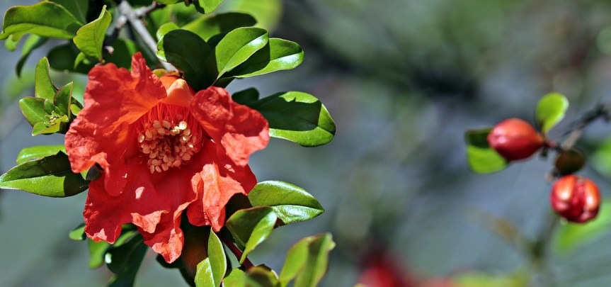 camellia-2399688_1280