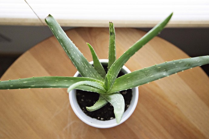 aloe vera dans pot