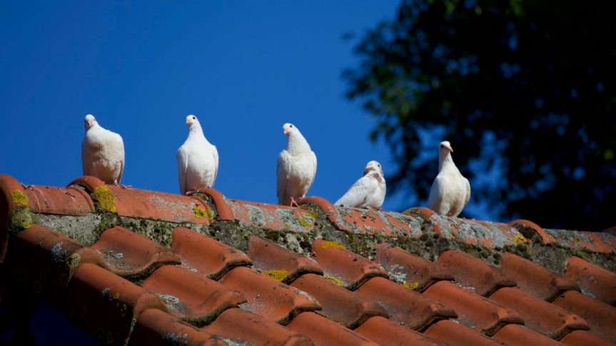 pigeons sur toit