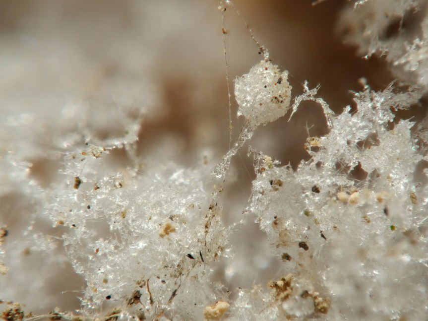 Tout savoir sur le&nbsp;salpêtre