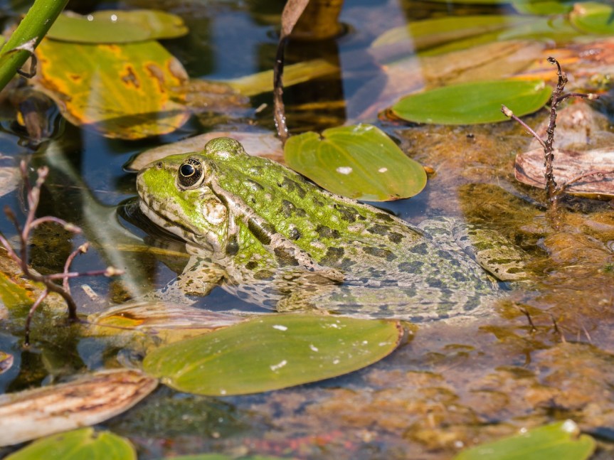 frog-3580574_1280