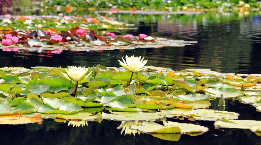 water-lilies-1540496_1280