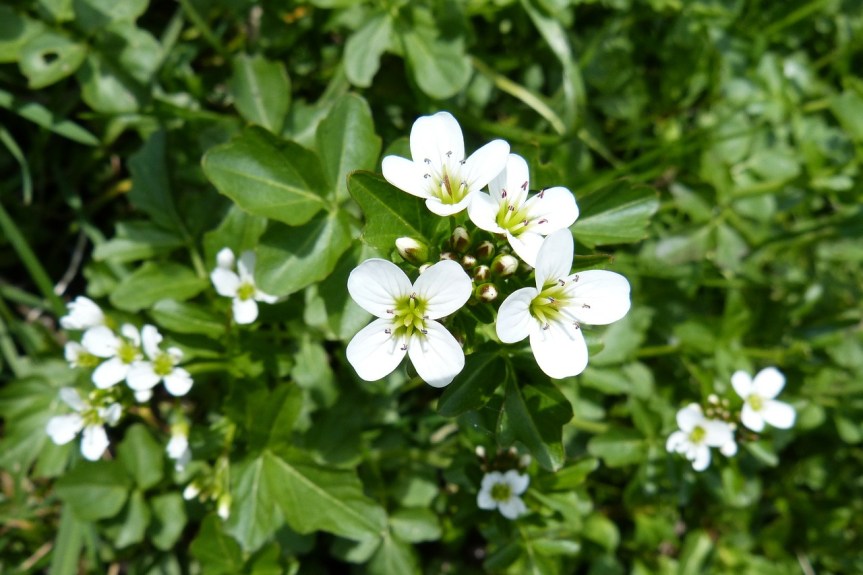watercress-333746_1280