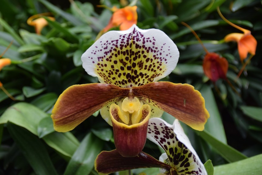 Nos conseils pour rempoter une&nbsp;orchidée