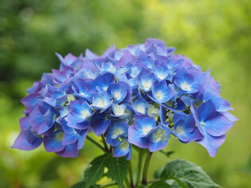 Comment faire le bouturage d&rsquo;un hortensia&nbsp;?