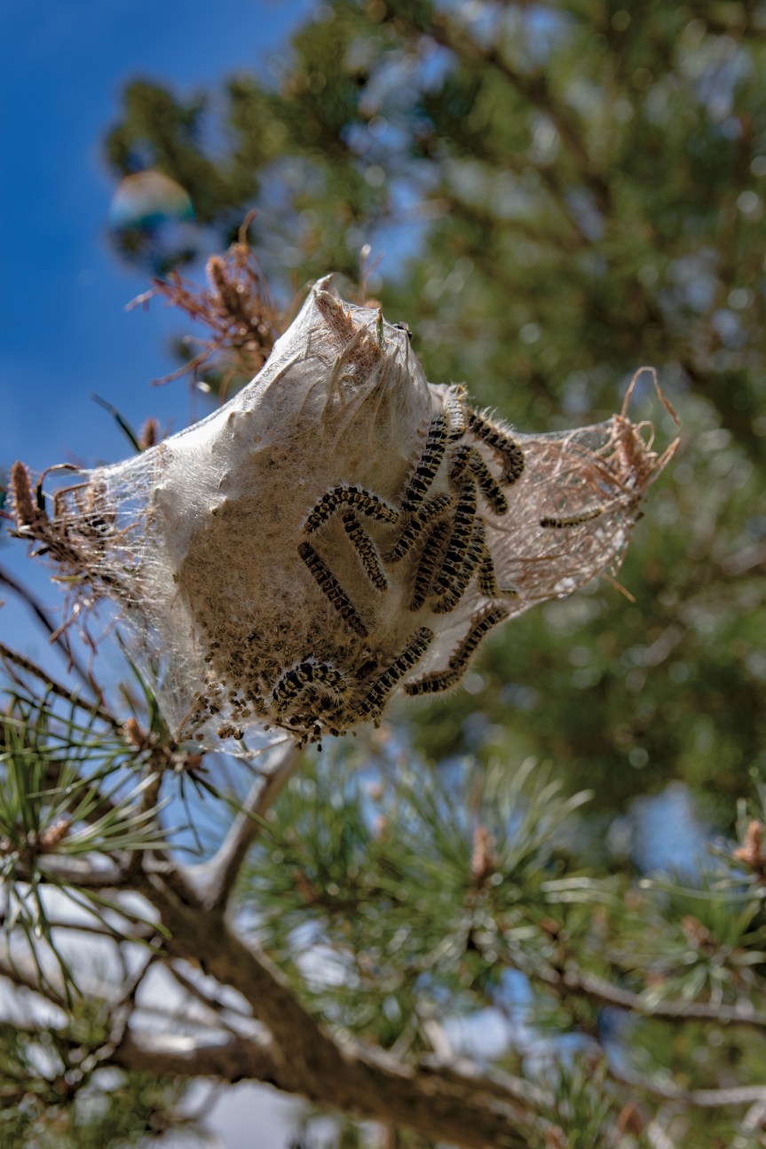 Comment fabriquer un piège pour chenilles processionnaires ?